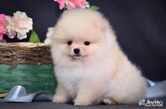 Померанский шпиц