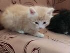 Котята сибирской кошки объявление продам