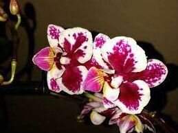 Орхидея Фаленопсис бабочка