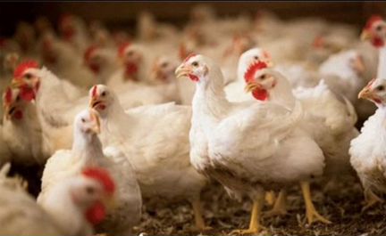 Бройлерные цыплята и куры несушка на мясо. Опт