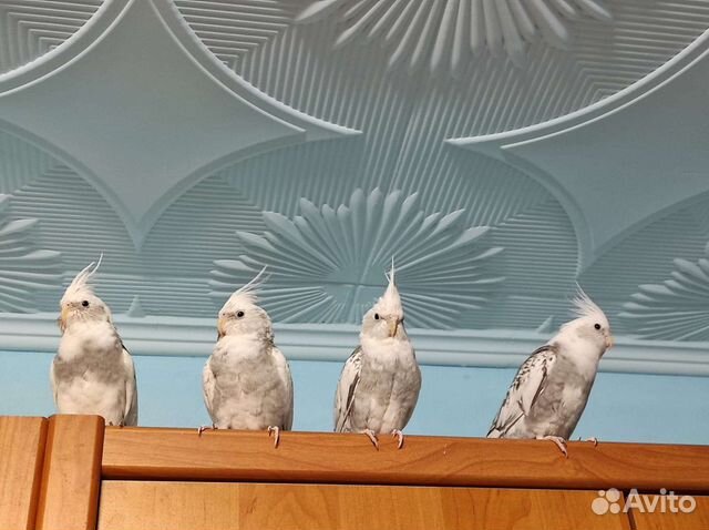 Корелла пара и малыши