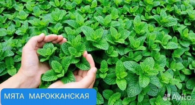 Мята 15сортов и мелисса саженцы