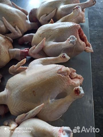 Мясо домашнего бройлера