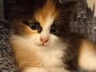 Котёнок (метис Невской маскарадной) бронь до 19.09 объявление продам