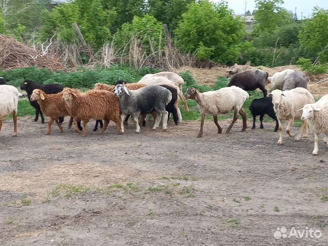 Овцы ягнята и бараны