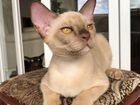 Бурманскаие котята объявление продам