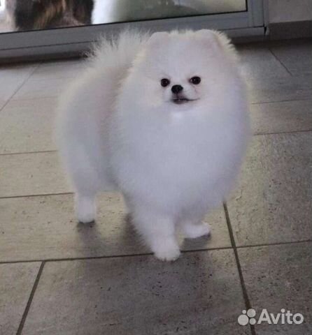 Белый померанский шпиц, мини, щенки