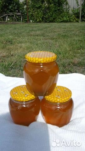 Мёд с черноклена. Урожай 2022
