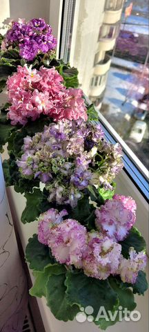 Фиалка лист на срез