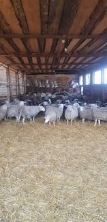 Овцы,бараны - фотография № 2