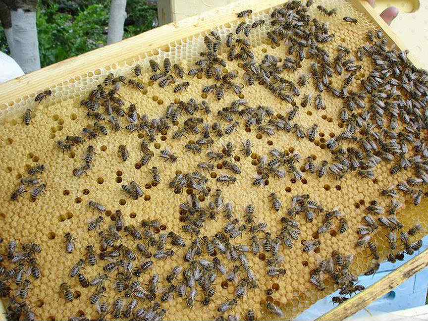 Пчелосемьи купить воронежская. Расплод Карника. Лилия Глебова пчелопакеты. Трутневый расплод. Качественный расплод пчел.