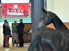 Лошадь ахалтекинская Ап Айдын 2019 гр объявление продам