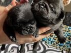 Мопс щенки красивые милашки объявление продам
