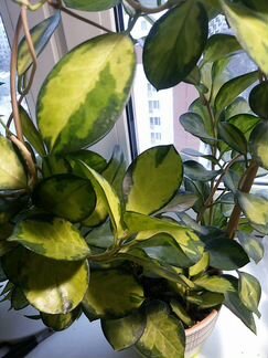 Хойя Австрализ Лиза