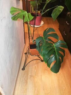 Растение монстера