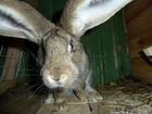 Кролики -Крольчата Серый великан