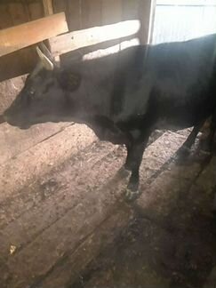 Корова телка 2 года - фотография № 2