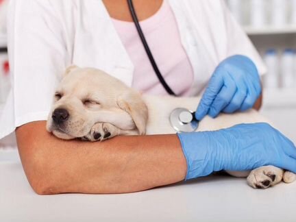 Ветеринарный врач выезд 24 часа