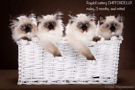 Рэгдолл, для дома и в разведение