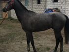 Лошадь англа араб