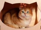Британская золотая шиншилла - кот