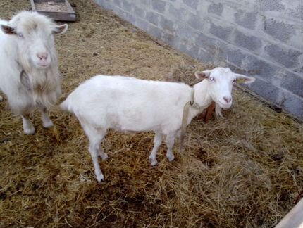 Зааненские козы дойные с козлом - фотография № 2