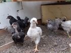 Породистые цыплята объявление продам