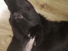 Немецкая овчарка черной масти бесплатно объявление продам