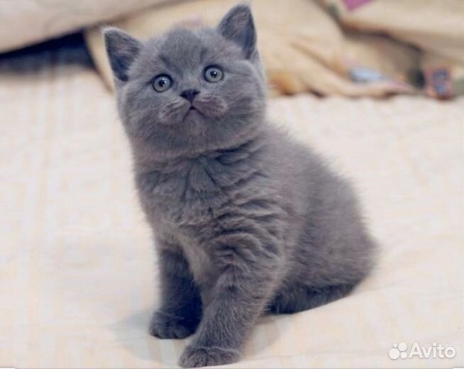 Голубой британец котенок