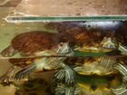 Черепахи с террариумом