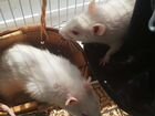 Две очаровательные крыски девочки ищут хозяина