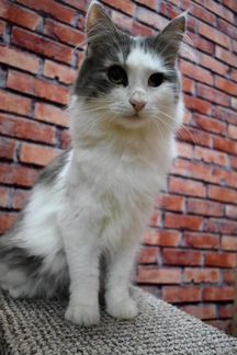 Котик Винни 1,5 года