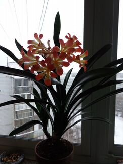 Кливия, комнатный цветок