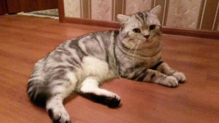 Шотландец, большой международный чемпион в добрые