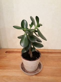 Толстянка/ Денежное (семейное) дерево