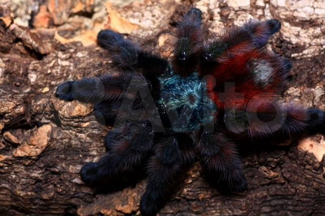 Пауки птицееды Avicularia versicolor и другие виды