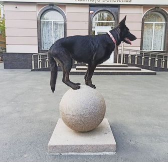 Кинолог. Дрессировка собак. Воспитание щенков