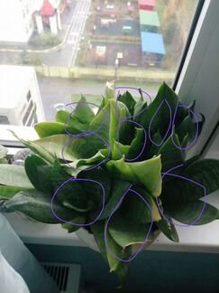 Сансевиерия ханни