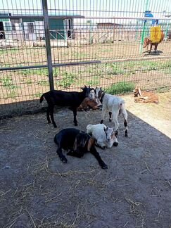 Англо - нубийские козы, телята - фотография № 4