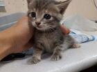 Котята от спасенной кошки объявление продам