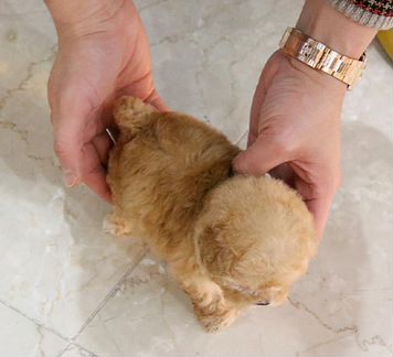 Мальтипу Микро Импорт Корея