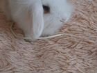 Карликовые вислоухие крольчата