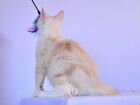 Котёнок Мейн-Кун, котик 6 месяцев объявление продам