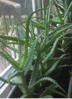 Алоэ (столетник)