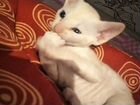 Котёнок корниш-рекс малыш белый с рыжим мальчик объявление продам