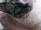 Молодой тайский котик blue point на вязку