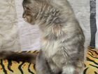 Котята мейн-кун дым и серебро объявление продам