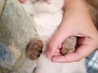 Сиамский вислоухий котёнок в добрые руки бесплатно