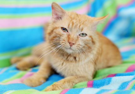 Полковник - кот, который умеет улыбаться