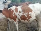 Корова дойная с телёнком,также можно купить телёнк объявление продам
